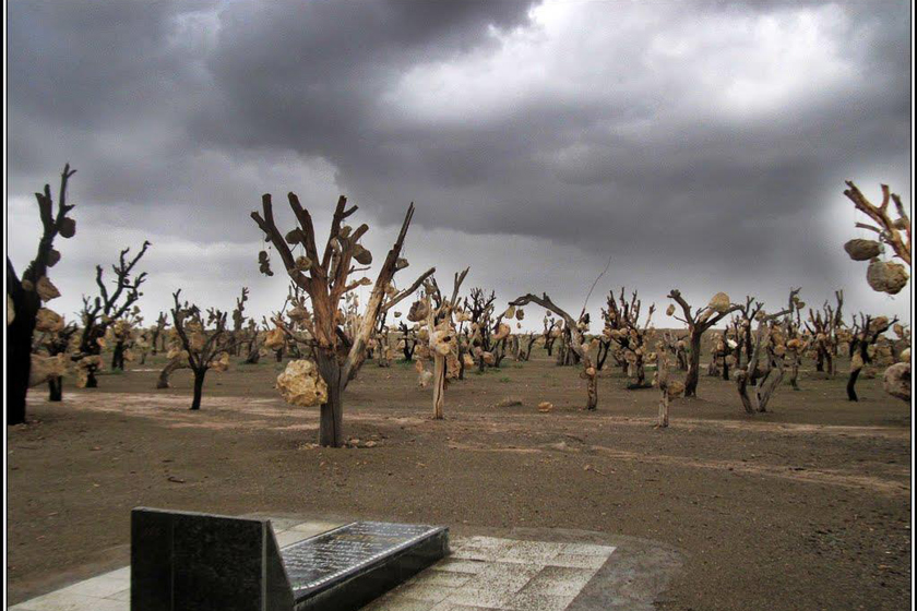 باغ میوه سنگی